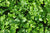 Organic Herb Parsley Plain