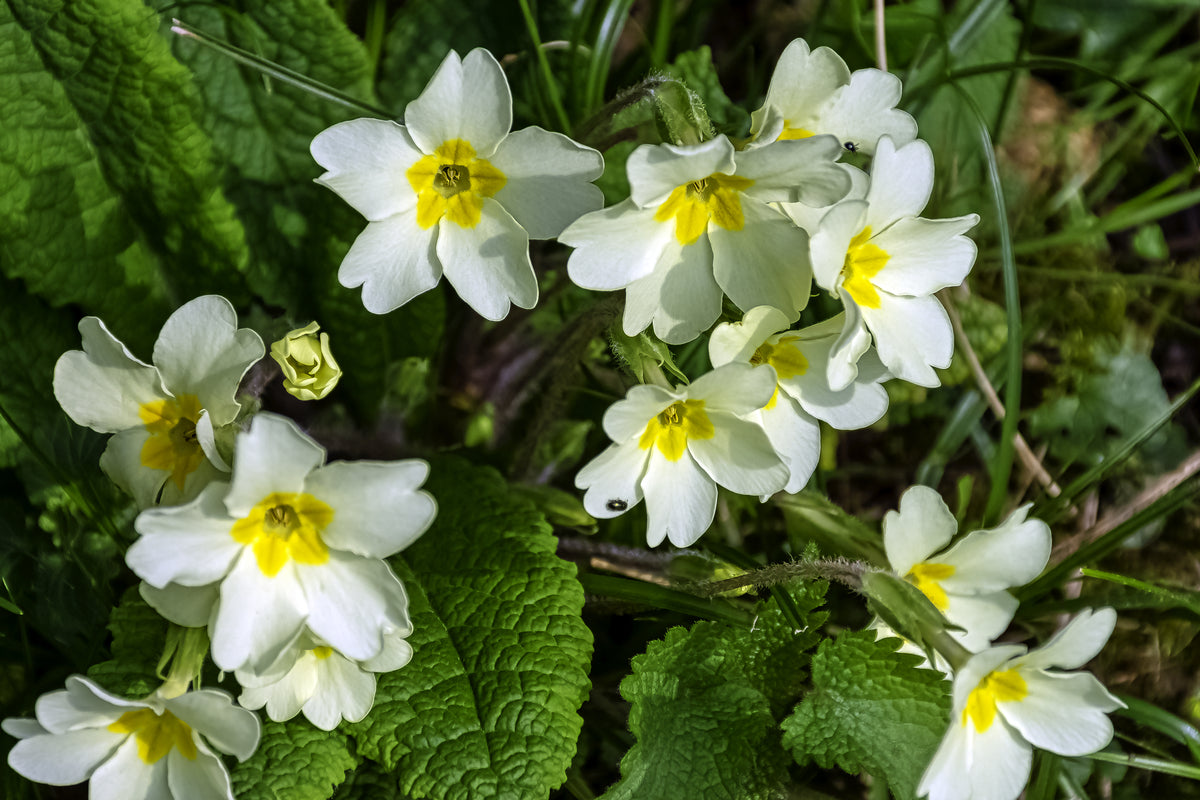 Common Wild Primrose Primula vulgaris Seed