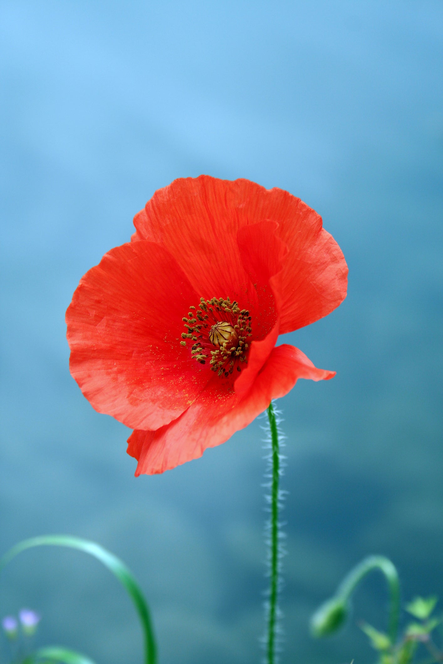 Red Field (Flanders) Poppy Seeds