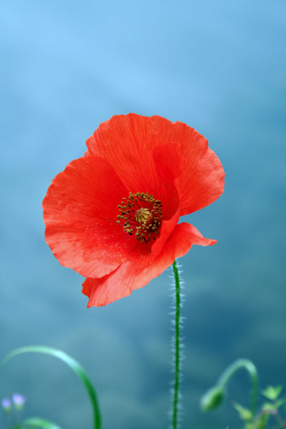 Red Field (Flanders) Poppy Seeds
