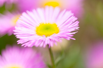 Erigeron karvinskianus ‘Stallone’ Seeds | Mexican Fleabane Perennial