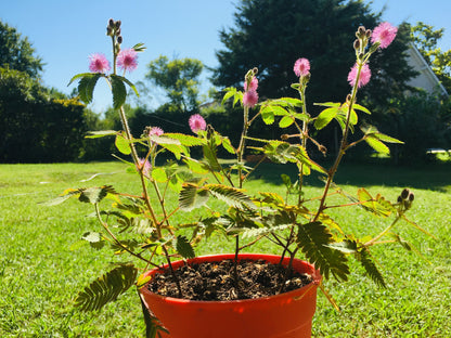 Mimosa pudica - Sensitive Plant Seeds