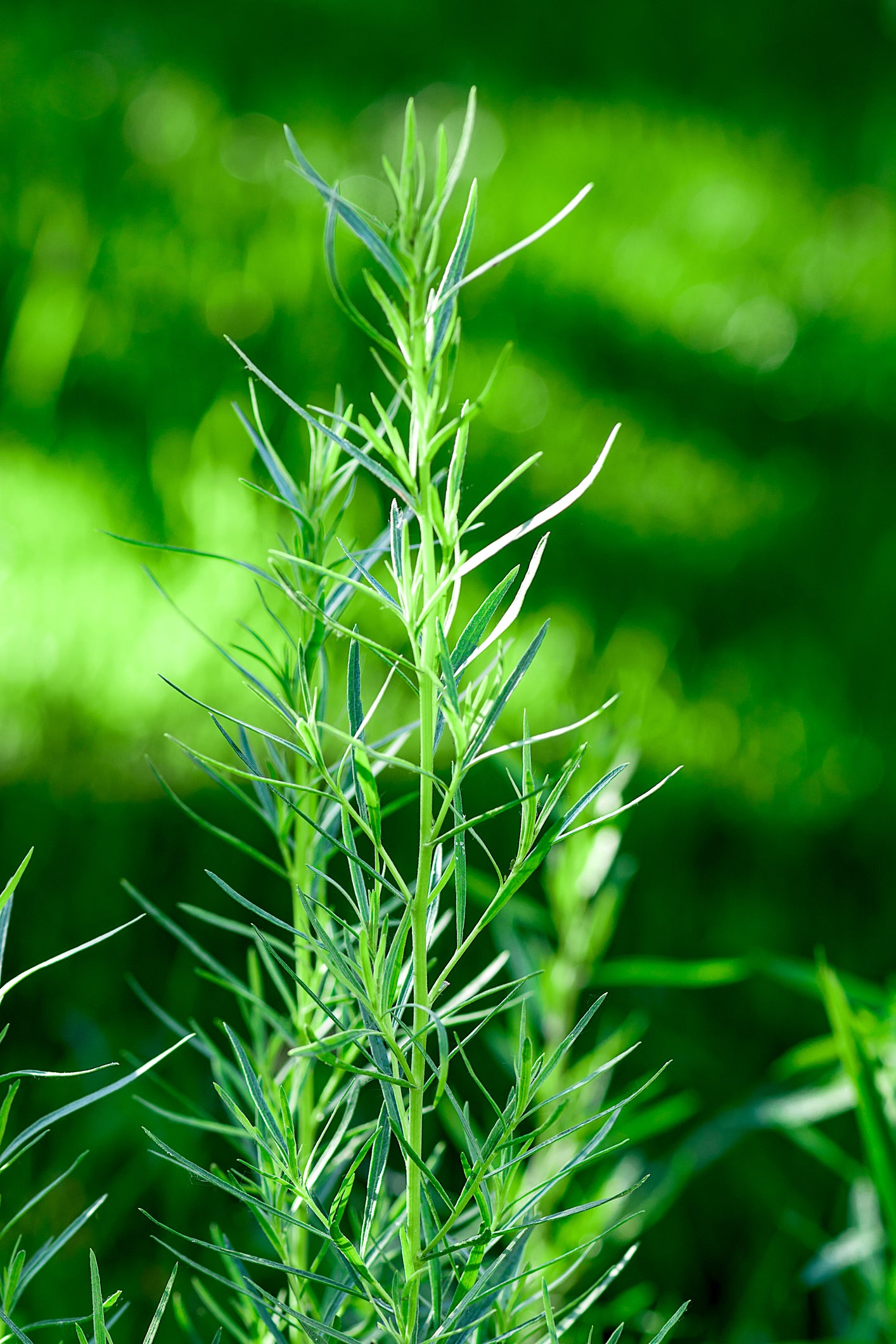 Suffolk Herbs Russian Tarragon 300 Seeds