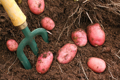 Desiree Seed Potatoes 10 Tubers – Summer Planting