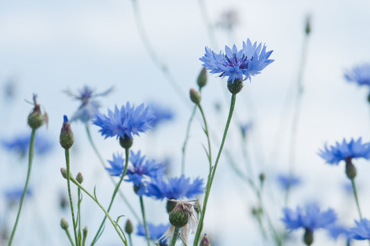 Wildflower Cornflower Centaurus cyanus Seeds