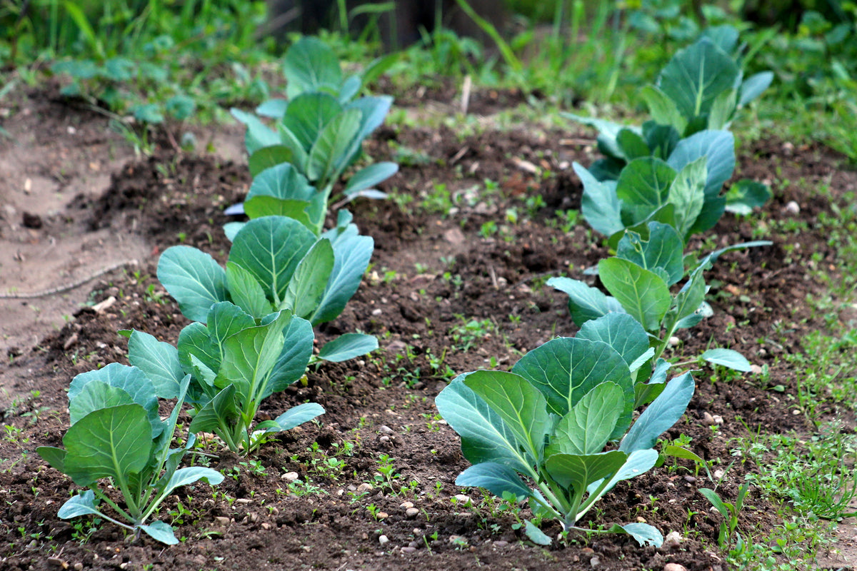 Growing Spring Cabbage
