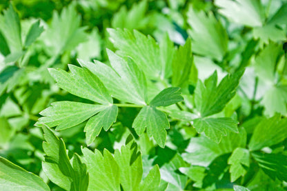 Lovage Seeds – Perennial Celery Flavoured Herb