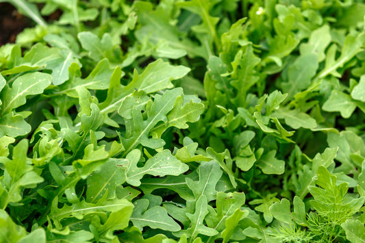 Suffolk Herbs Salad Rocket 1000 Seeds