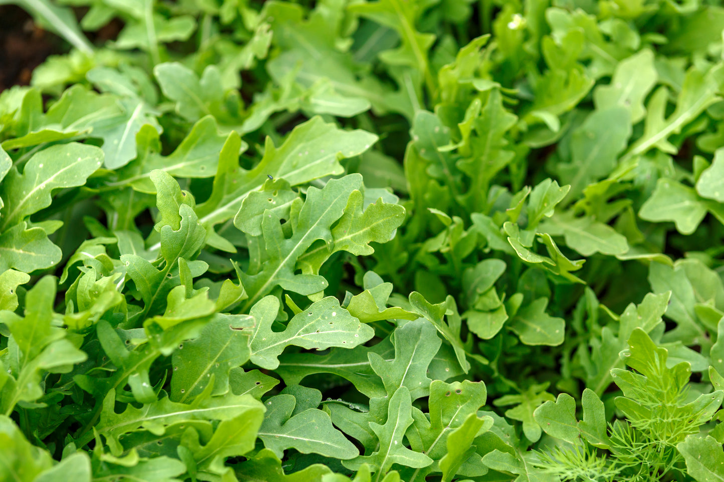 Johnsons Salad Microgreen Rocket Salad 2000 Seeds