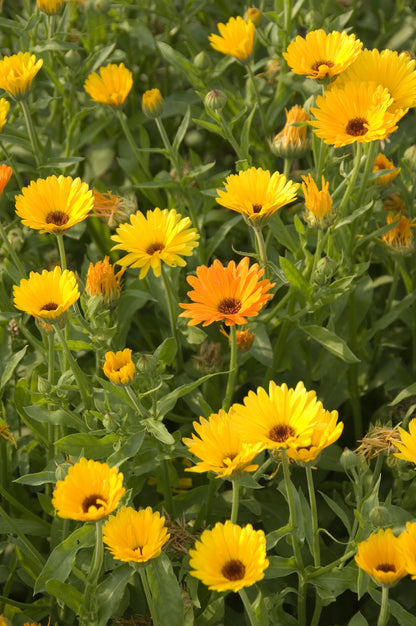 Calendula Officinalis Nova Seeds – Pot Marigold