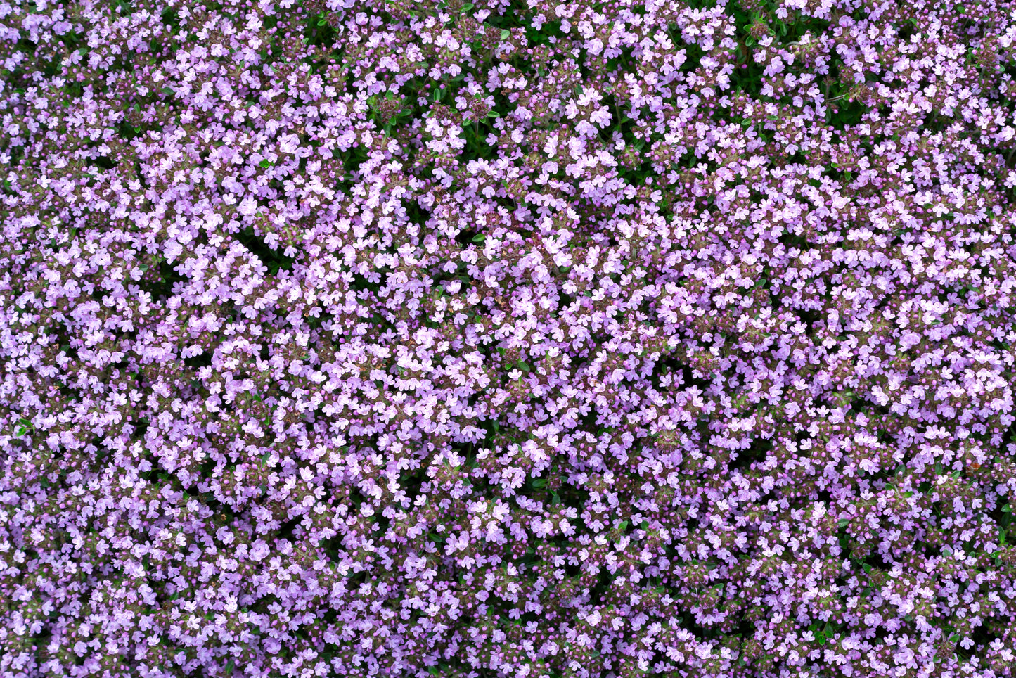 Thyme Purple Creeping Seeds