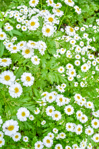 Green Feverfew Seeds