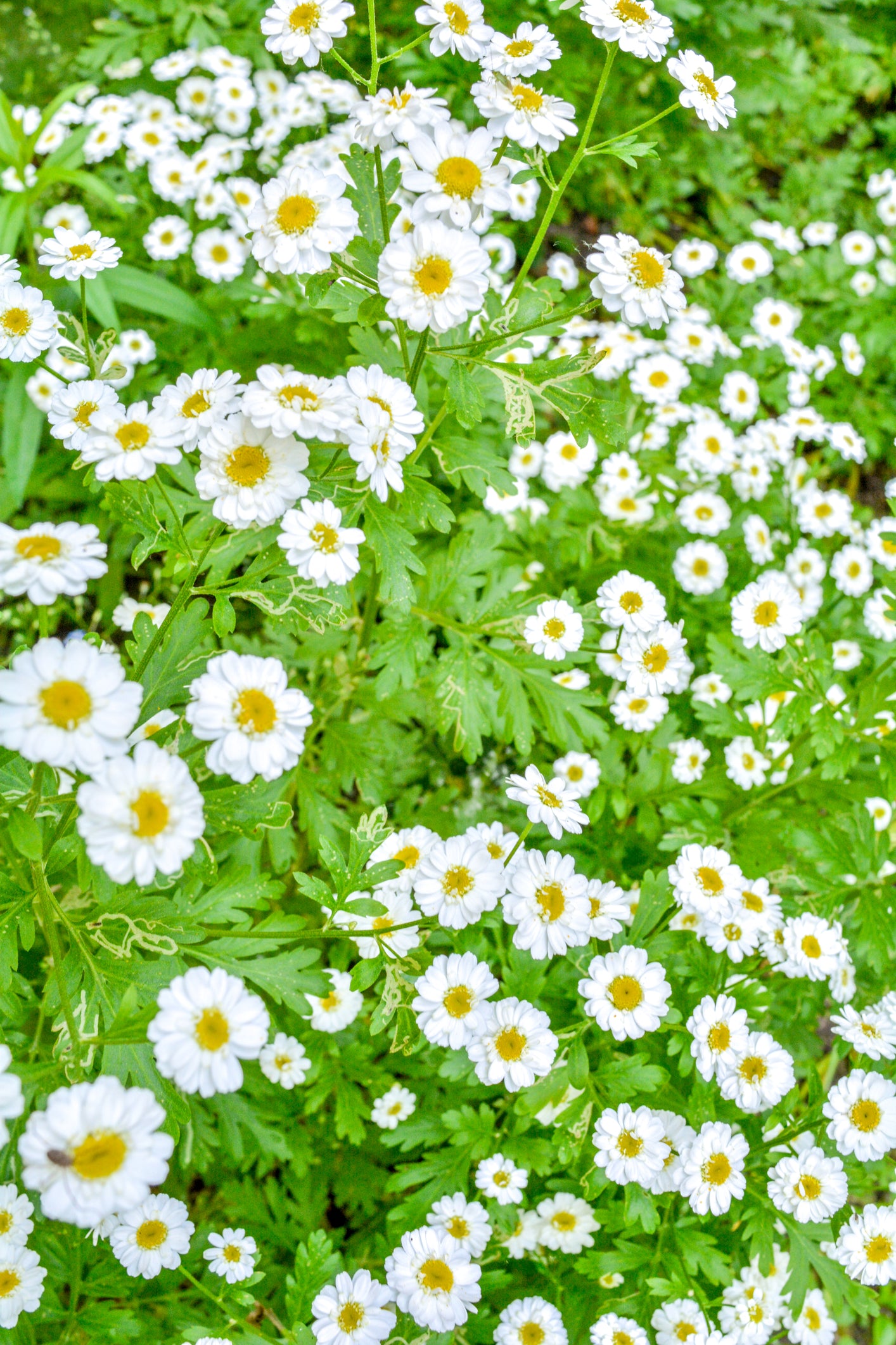 Oxeye Daisy Leucanthemum vulgare Seeds