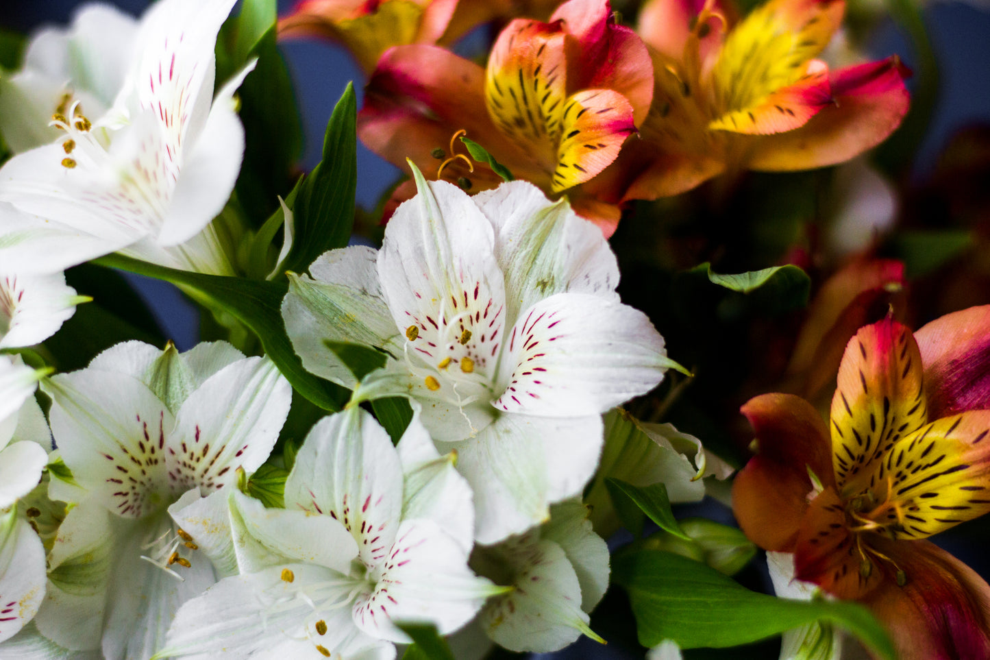 Alstroemeria Aurantiaca Seeds