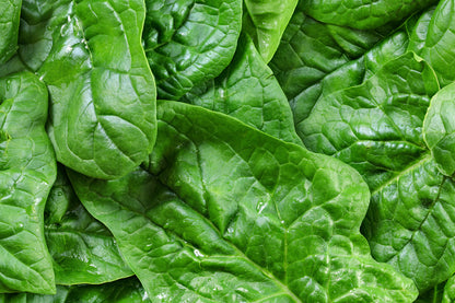 Spinach Giant Winter Seeds