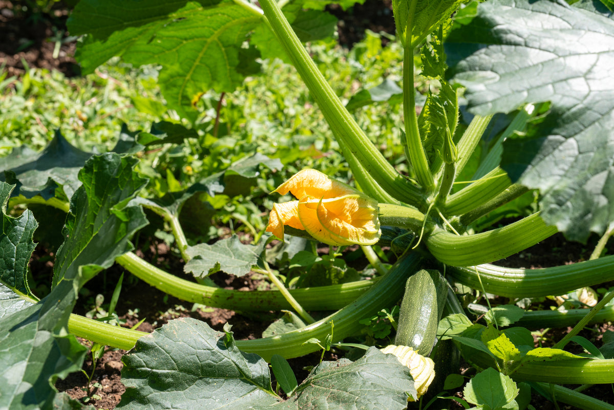 How to grow Courgettes