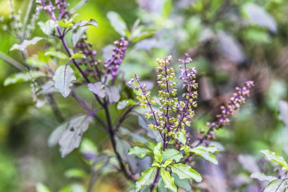 Basil Holy Red Seed Ocimum sanctum