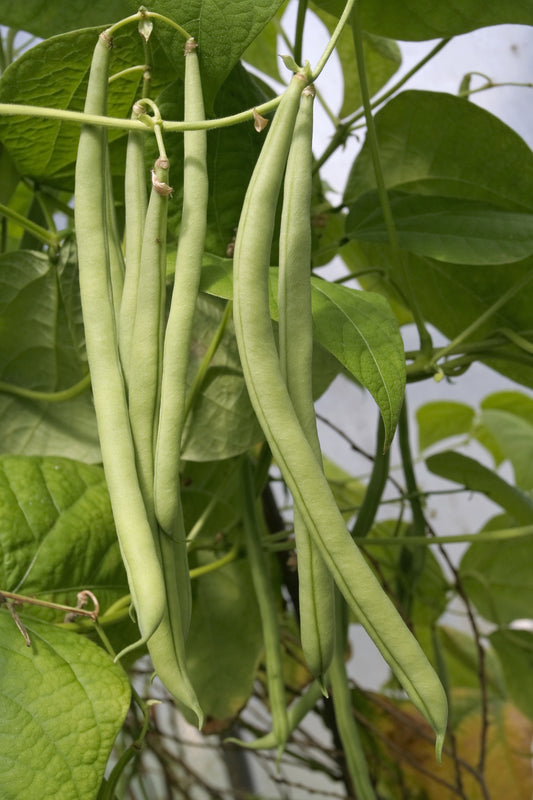 Climbing French Bean Cobra Seeds – Stringless High Yield