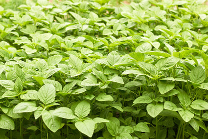 Amaranth Green Giant Seeds – Leafy Vegetable Variety