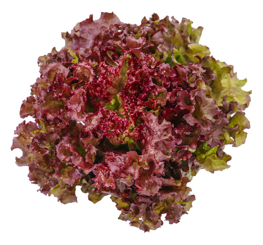 Organic Lettuce Red Salad Bowl Seeds