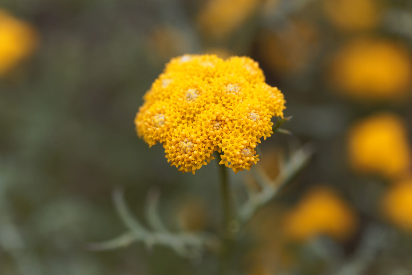 Lonas inodora Seeds