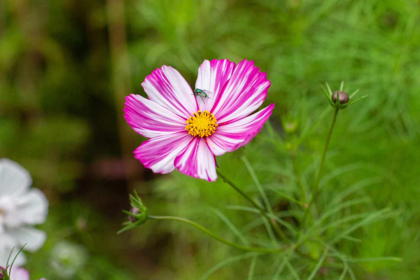 Cosmos Velouette Seeds