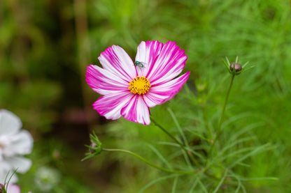 Cosmos Velouette Seeds