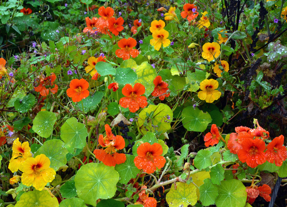 Nasturtiums