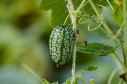 Cucamelon Seeds – Mexican Sour Gherkin