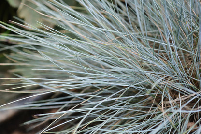 Ornamental Grass Blue Fescue Festuca Glauca Seeds