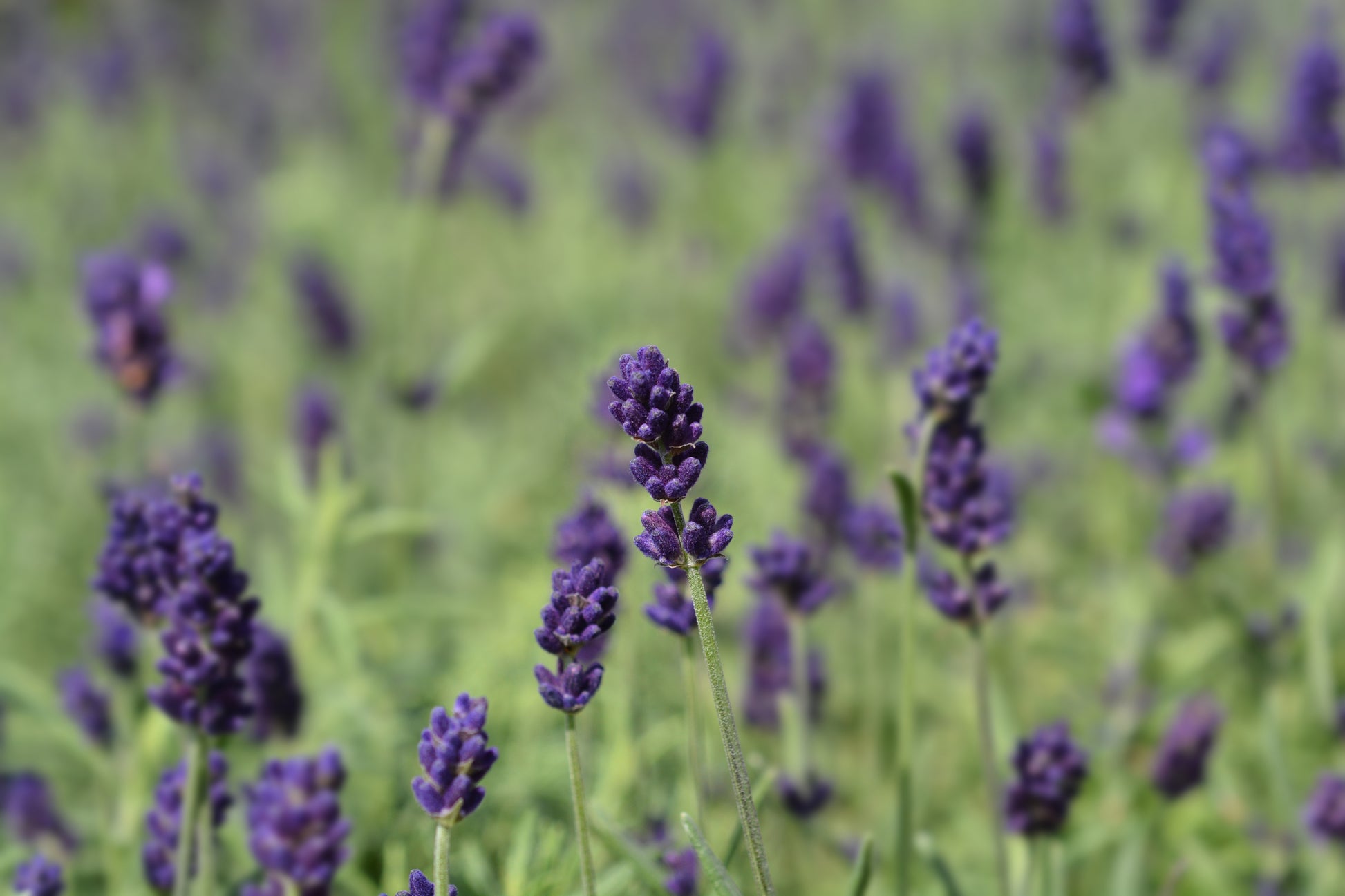 lavender medicinal plant Lavender Hidcote Blue Seeds – JustSeed