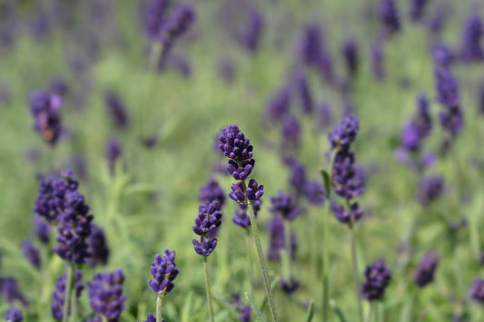 Herb Lavender Hidcote Blue Seeds