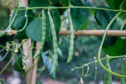 Climbing French Bean Cobra Seeds – Stringless High Yield
