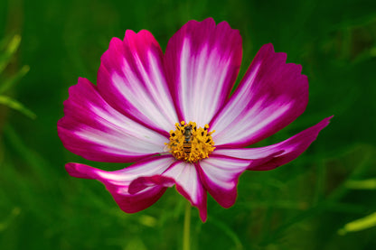 Cosmos Velouette Seeds