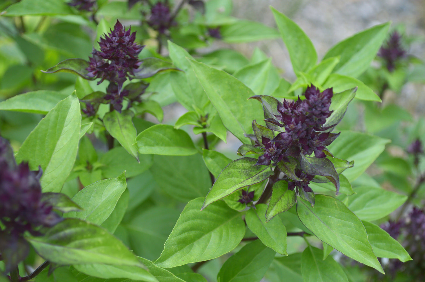 Basil Thai Seeds