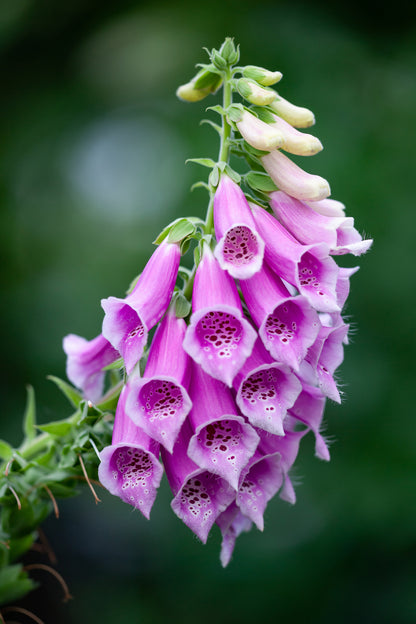 Common Foxglove Seeds – Digitalis purpurea