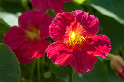 Nasturtium Cherry Rose Jewel Seeds