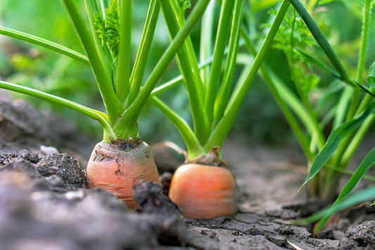 Kings Seeds Carrot Marion F1 500 Seeds