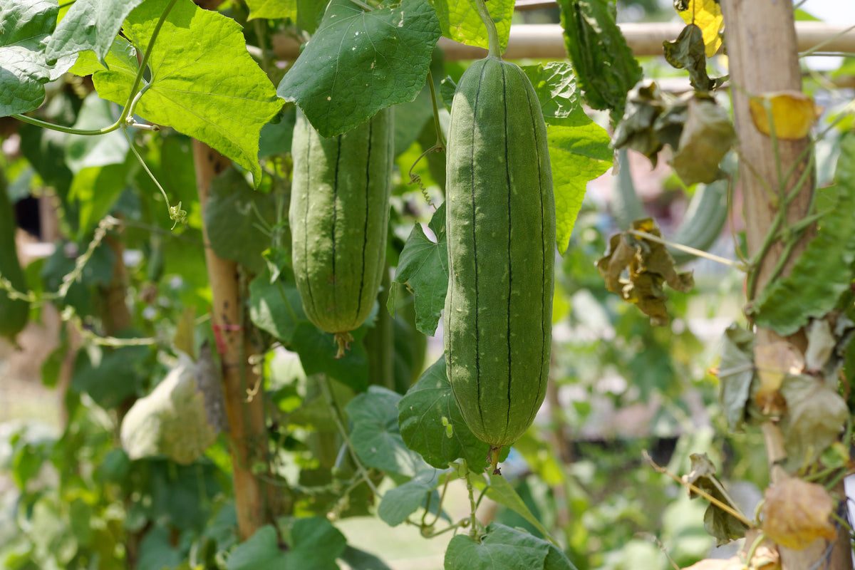 Loofah Seeds