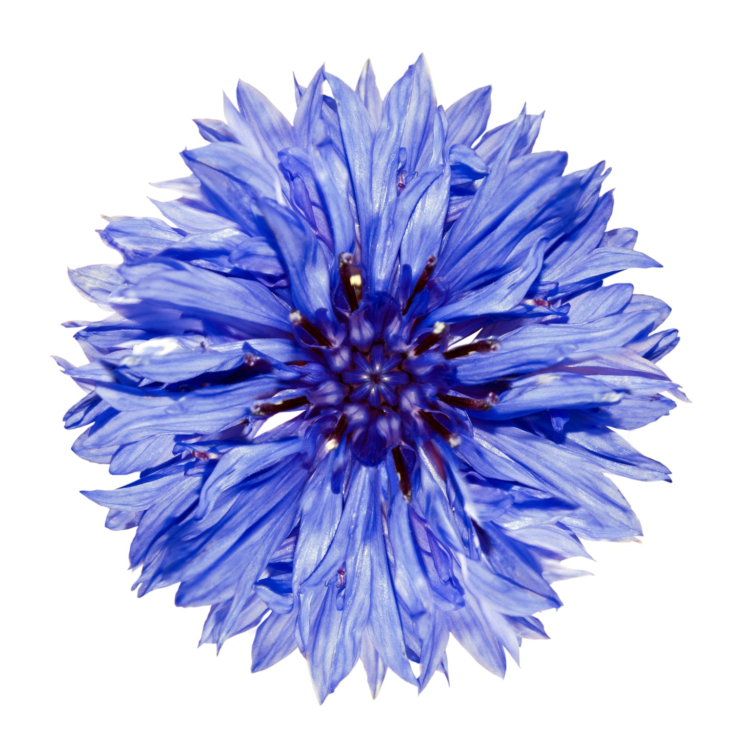 Cornflower Seeds