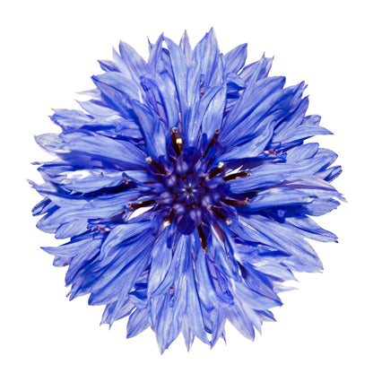 Cornflower Seeds