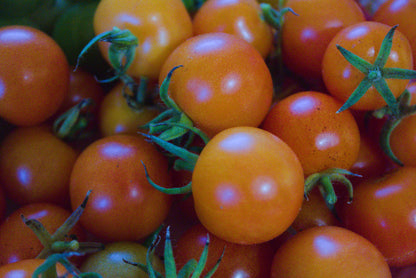 Tomato Gardener's Delight Seeds