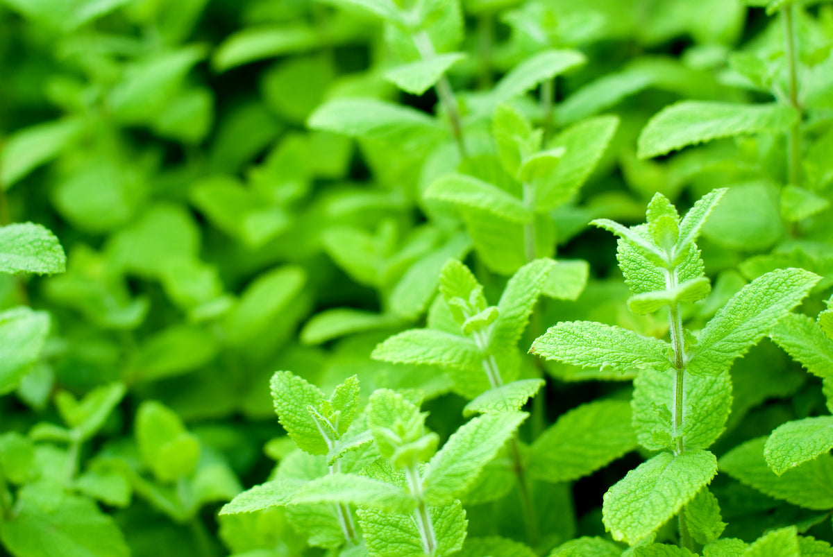 Growing Mint