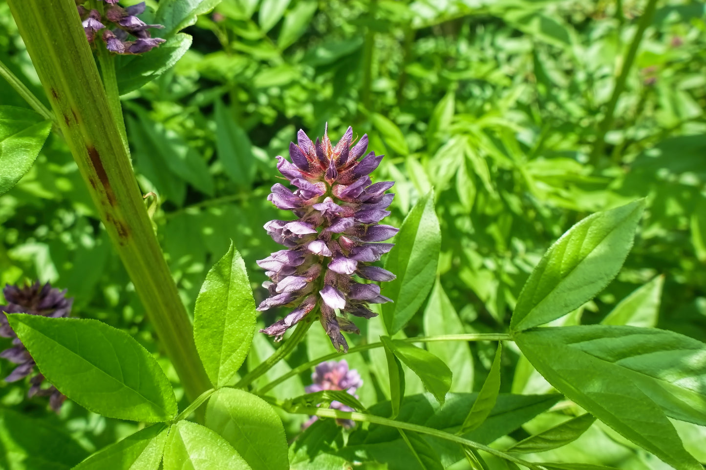 Liquorice Seeds Glycyrrhiza glabra