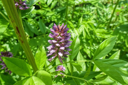 Liquorice Seeds Glycyrrhiza glabra