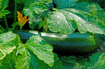 Courgette Sure Thing Seeds – Reliable High Yield Variety
