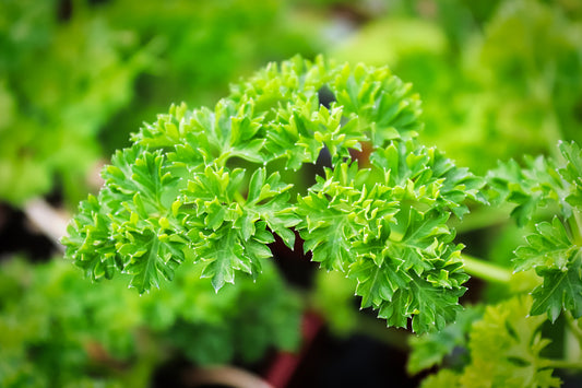 Organic Vegetable Parsley Moss Curled Seeds