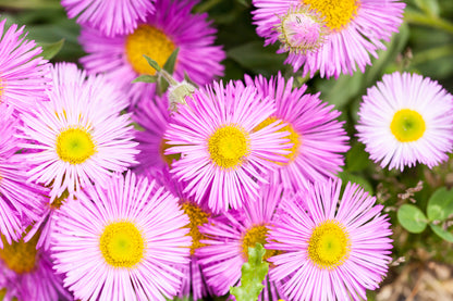 Erigeron karvinskianus ‘Stallone’ Seeds | Mexican Fleabane Perennial
