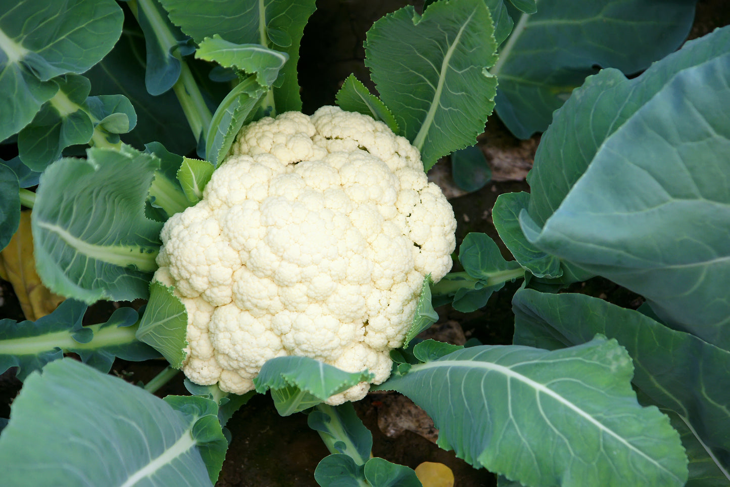 Exhibition Vegetable Robinsons Cauliflower Flamenco F1 Hybrid 25 Seeds