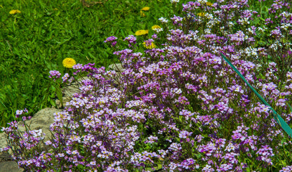 Night Scented Stock Seeds – Matthiola bicornis